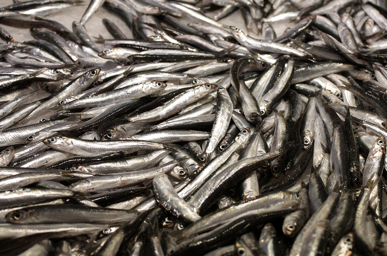 Sardines