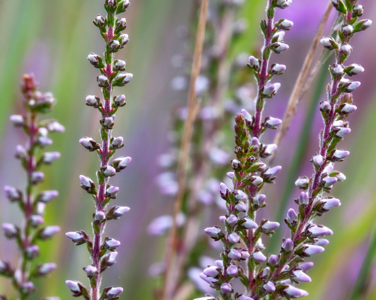 Best evergreen shrubs 10 choices for yearround interest Gardeningetc