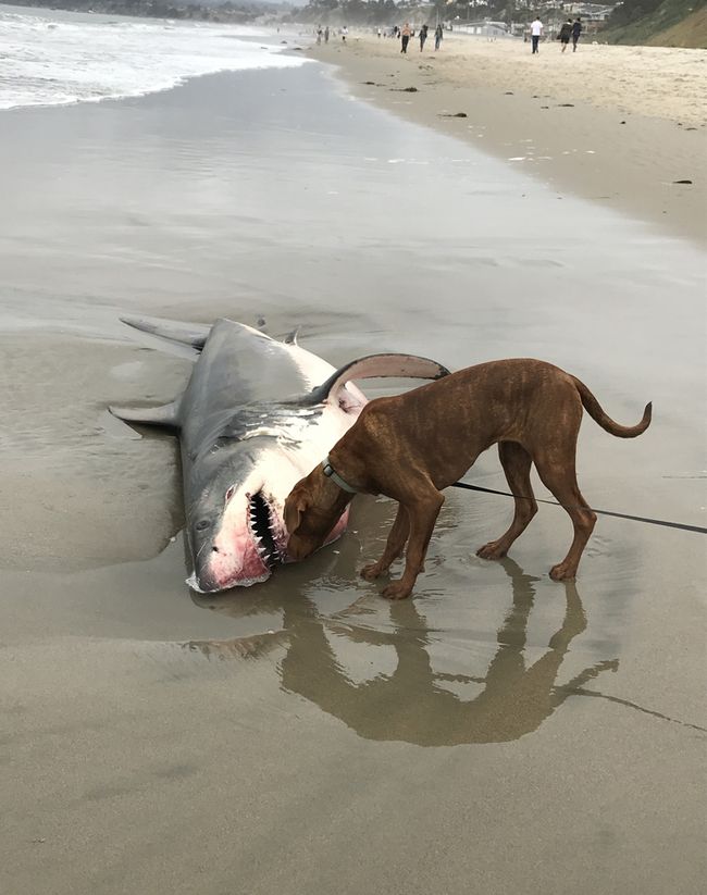 In Photos: Great White Shark Washes Up on Santa Cruz Beach | Live Science