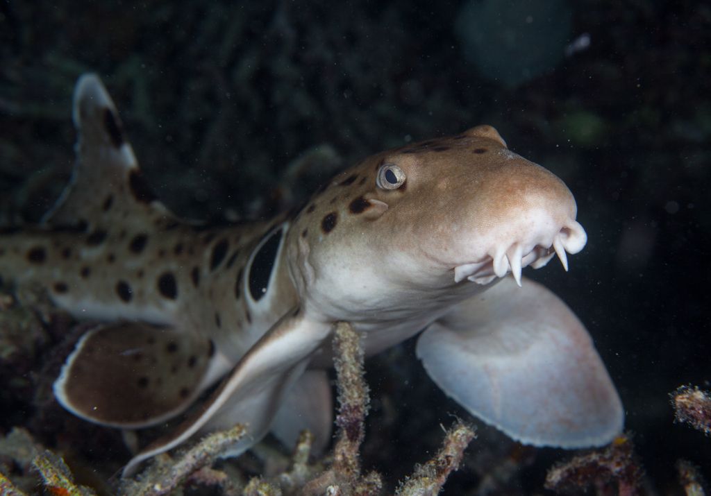 Baby sharks are born scrawny and sick because of climate change