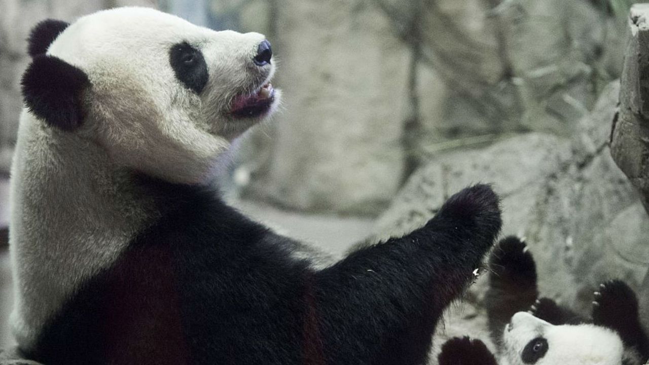 After two decades of conservation efforts, giant pandas are now officially out of the "endangered" zone