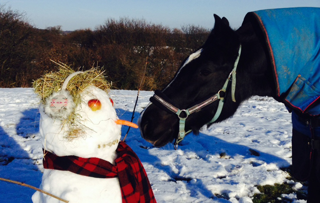 horses in the snow