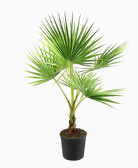 National Plant Network&nbsp;1-Gallon Washingtonia Palm in Pot for $37.72, at Lowe's