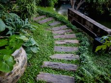 Sensory Garden Path Of Wooden Steps Surrounded By Plants