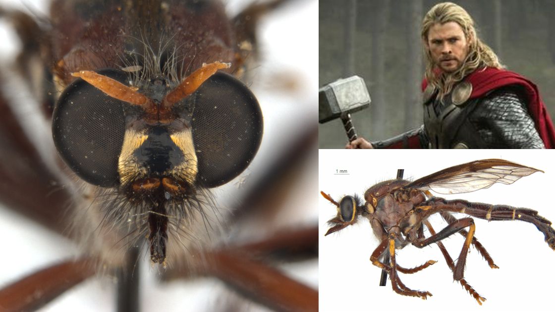 The fly named for Thor