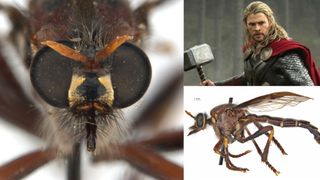Ruthless Australian ‘assassin flies’ named for Thor, Loki — and Stan ...
