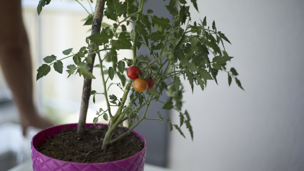 Three tomatoes on a dwarf tomato plant in a pink pot