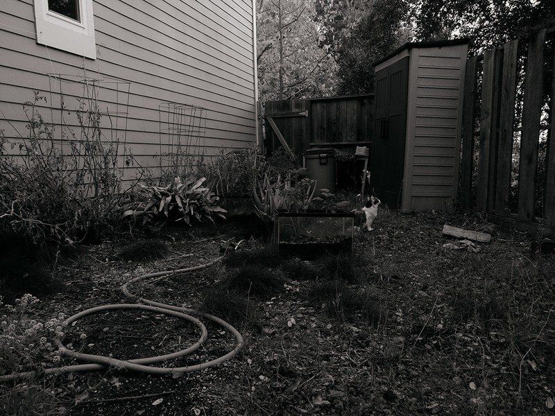 I liked the black and white filter effects of the V20.