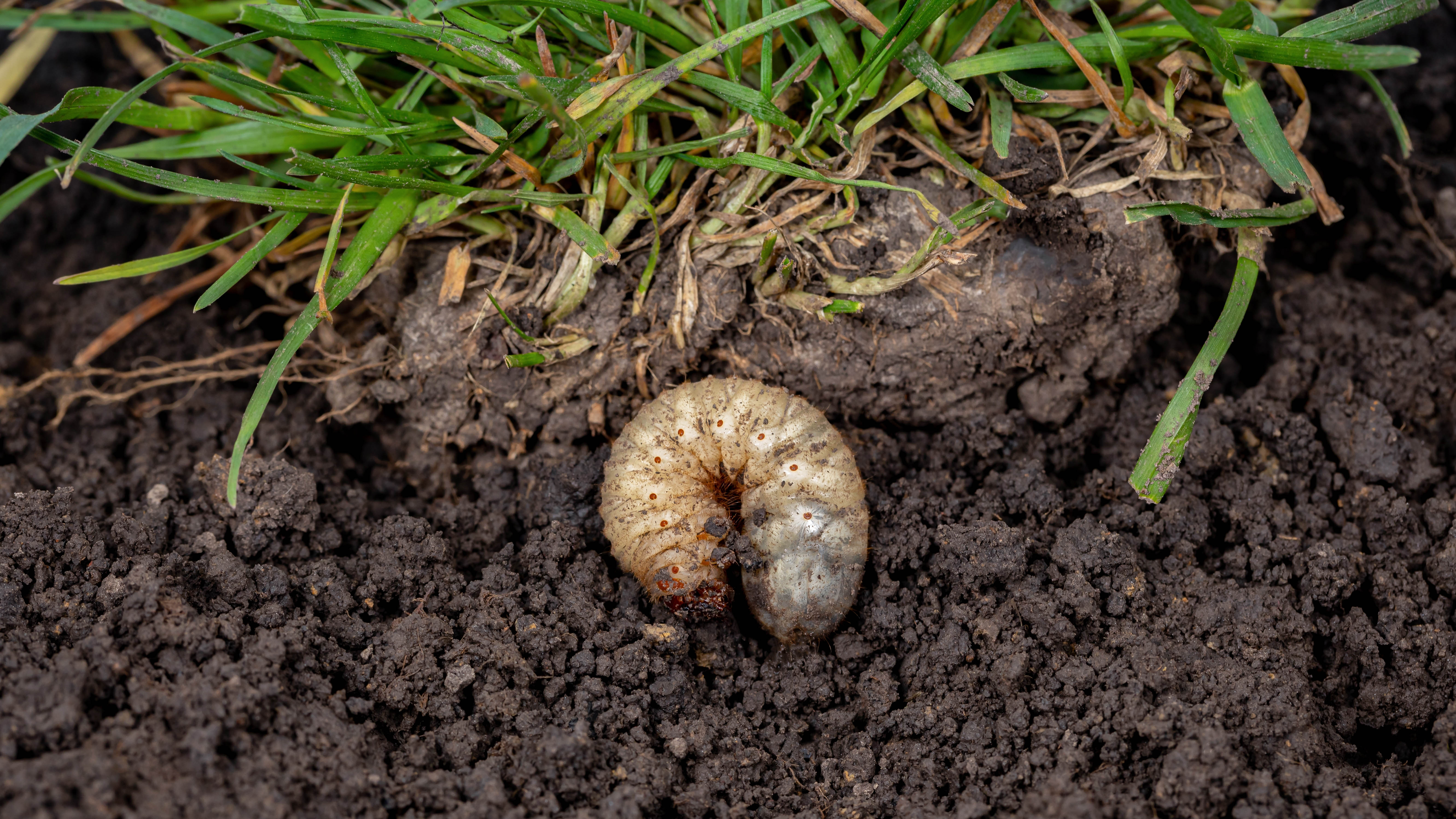 a white grub in the soil next to the grass