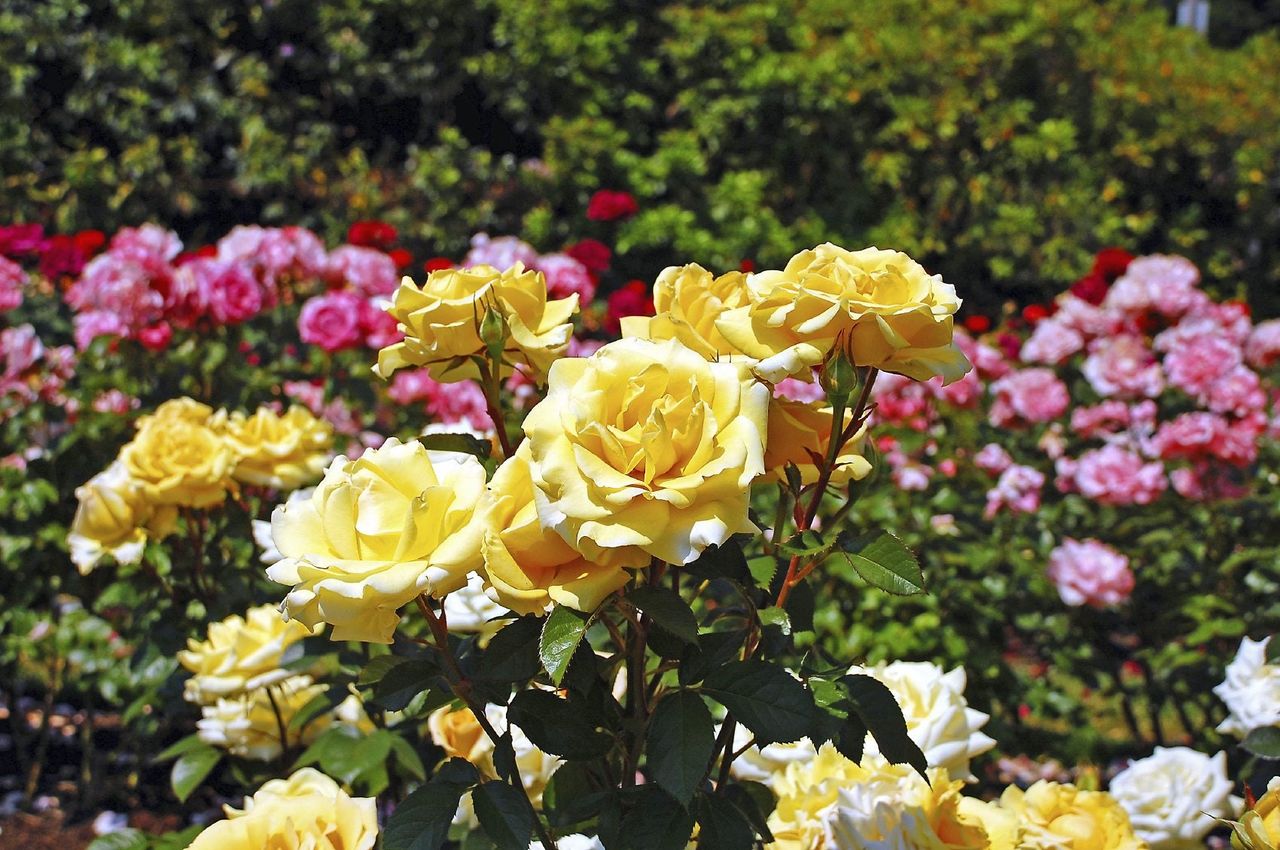 Different Rose Types - What Kinds Of Roses Are Available To Gardeners ...