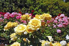 Variety Of Rose Bushes And Colors