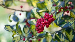 holly are among the best plants for winter interest