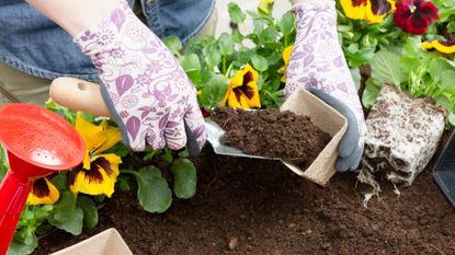 Gardener Planting Flower Seeds in Peat Pots