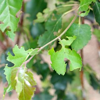 Leaves damaged by vine weevils