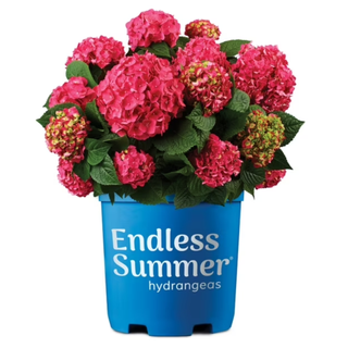 A planter with pink hydrangeas