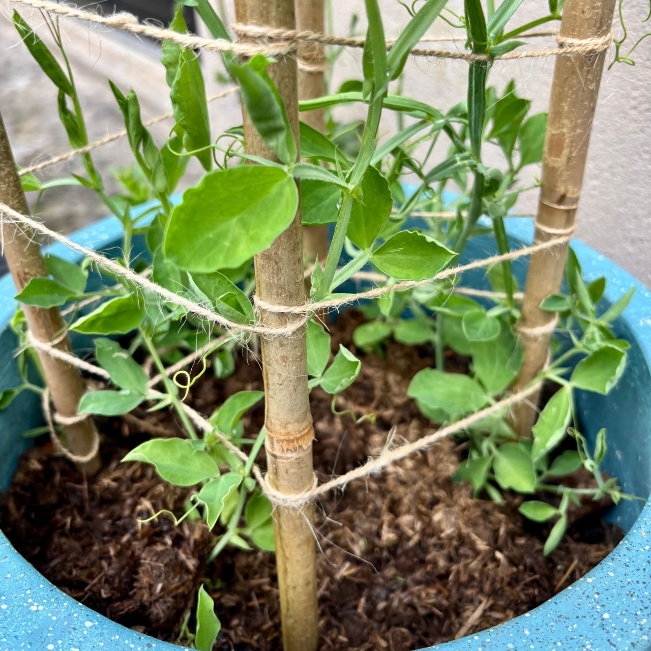 sweet peas growing on a teepee with rocketgro magic mulch in pot
