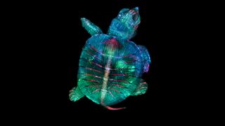 First place went to this colorful, fluorescent image of a tiny turtle embryo.