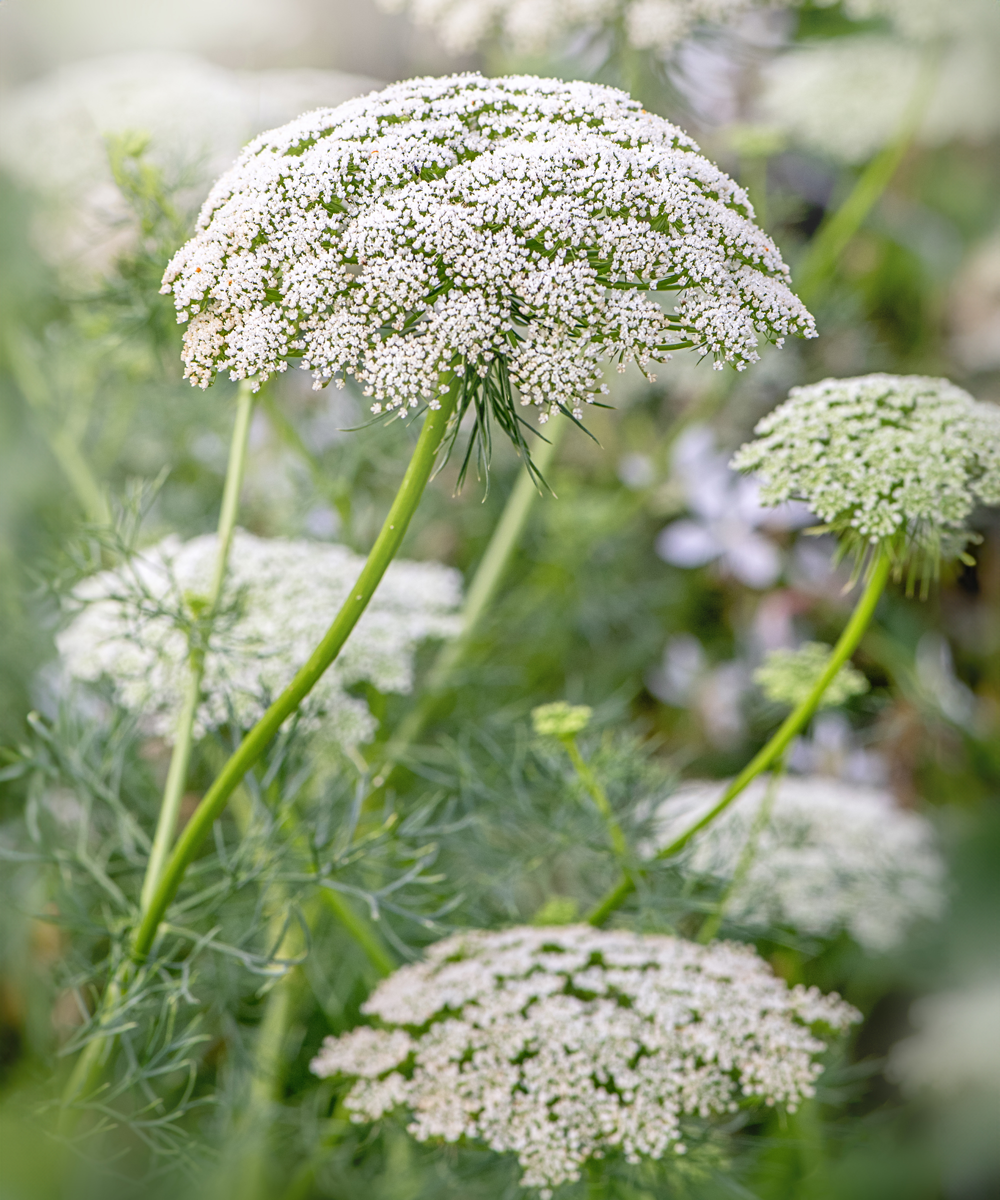 Ammi majus flowers