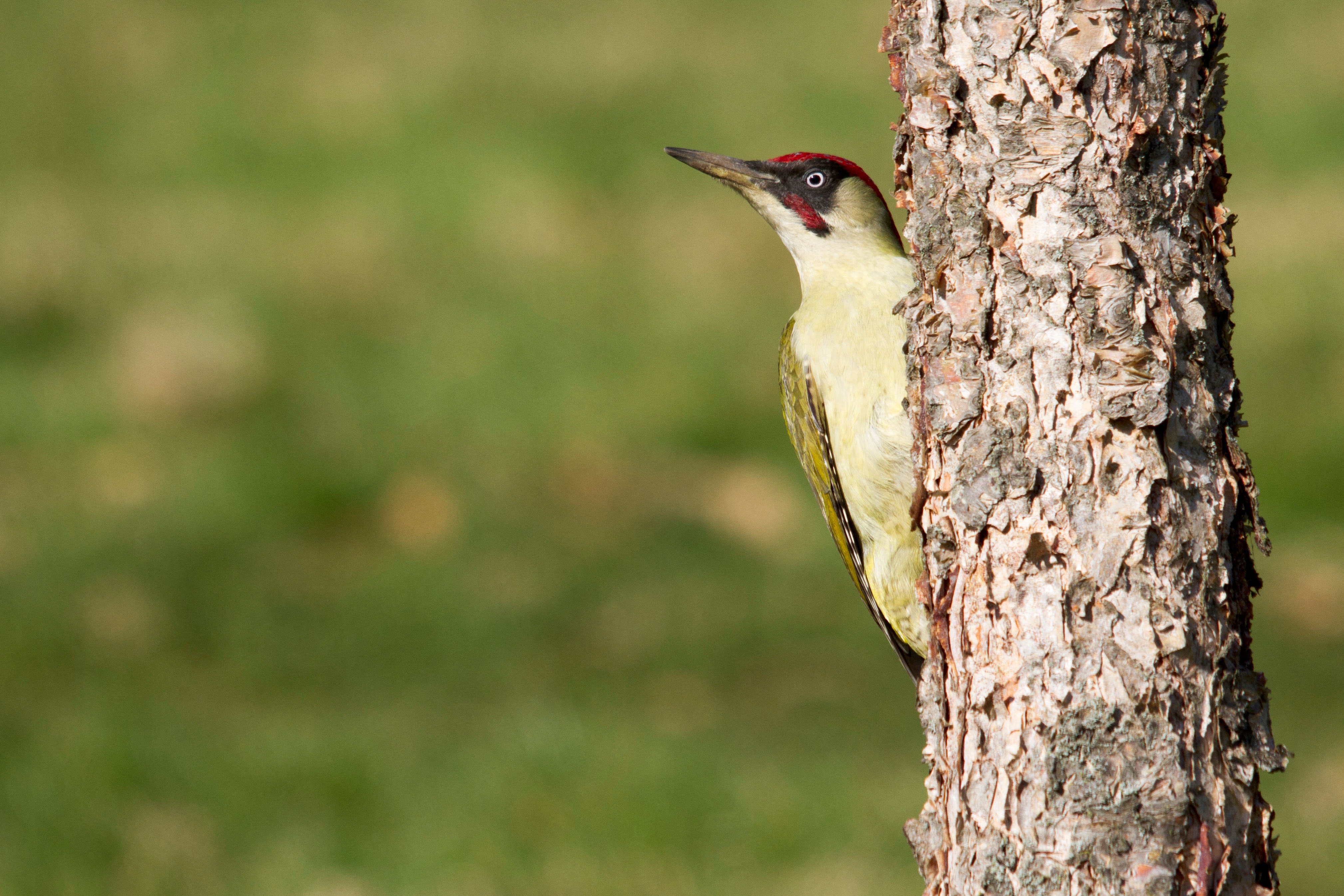 A woodpecker