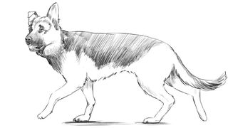 How to draw a dog: final touches