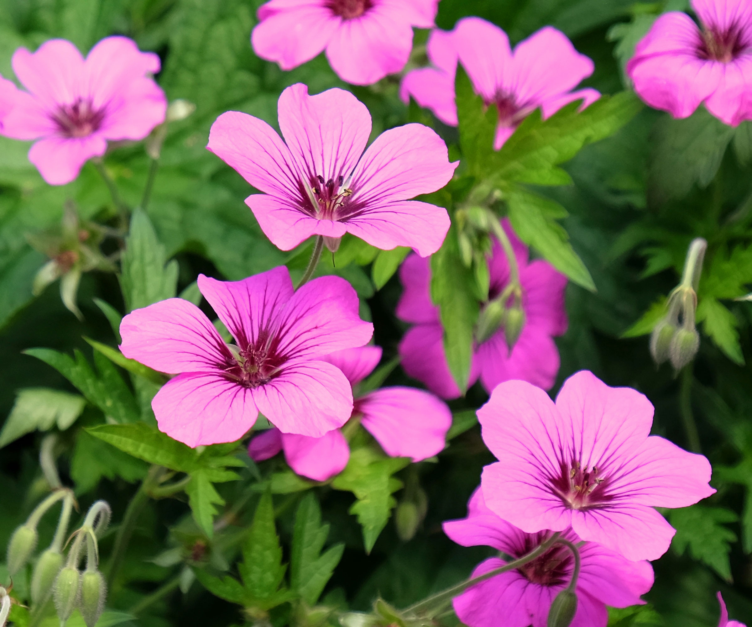 pink hardy geranium Patricia flowers growing in border