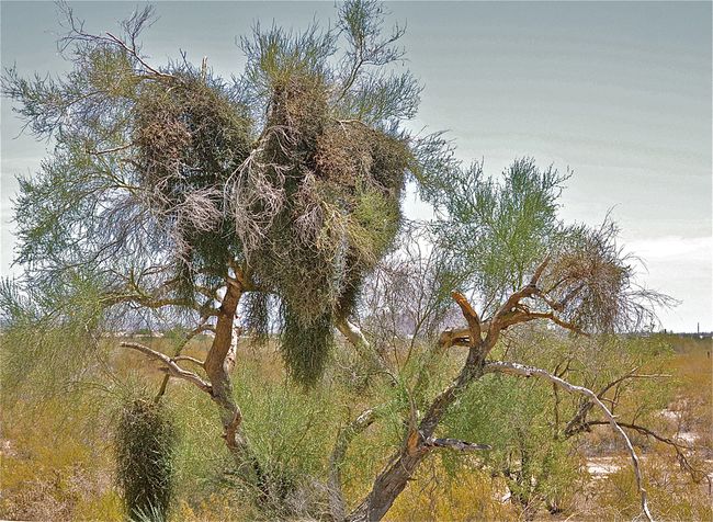 Desert Mistletoe: Photos Of 'Tree Thieves' In The American Southwest ...