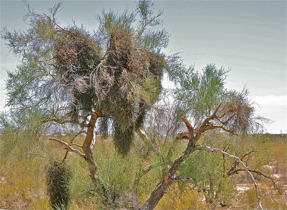 Desert Mistletoe: Photos of 'Tree Thieves' in the American Southwest ...