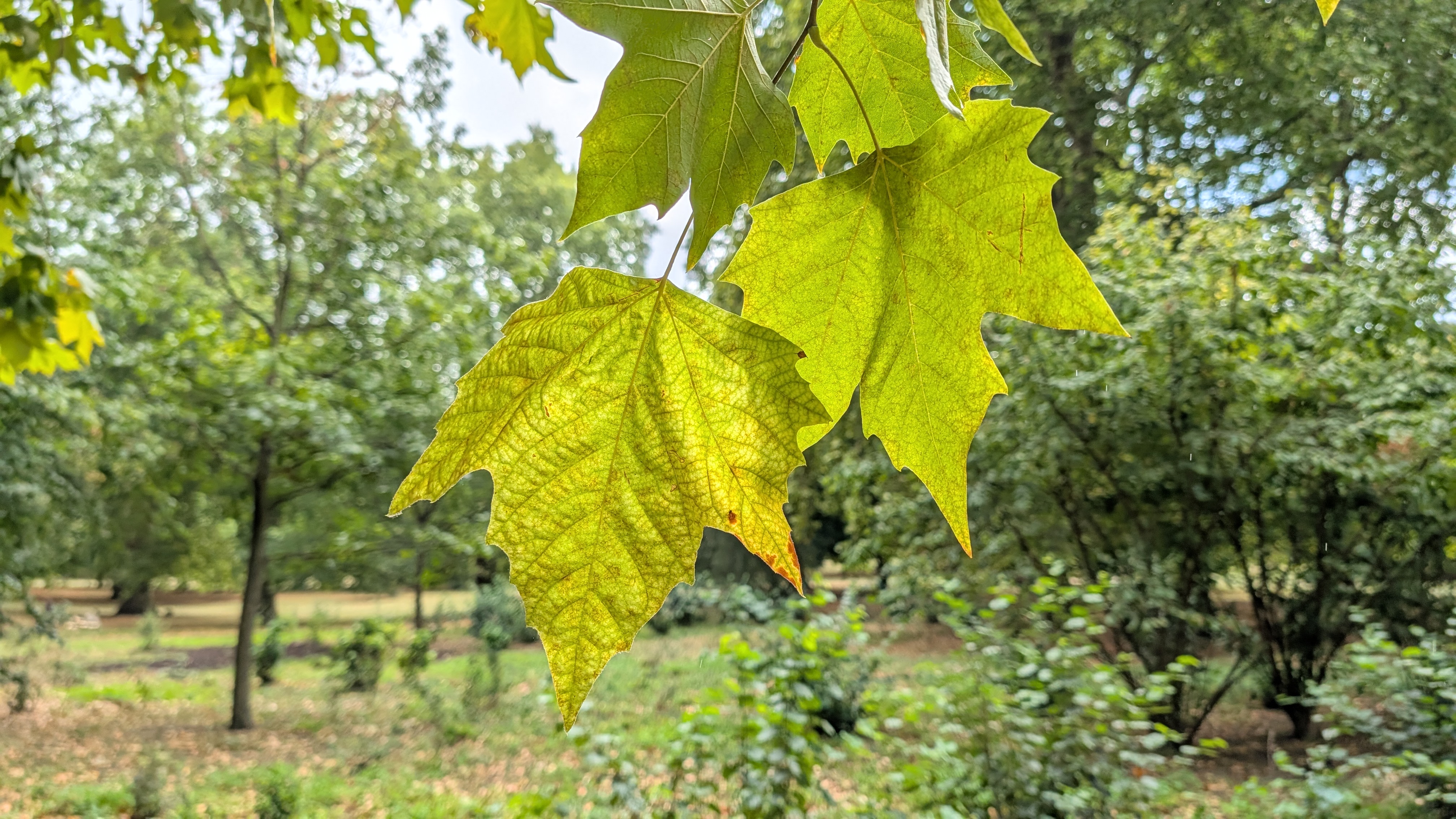 Google Pixel 10 Pro XL review – camera images