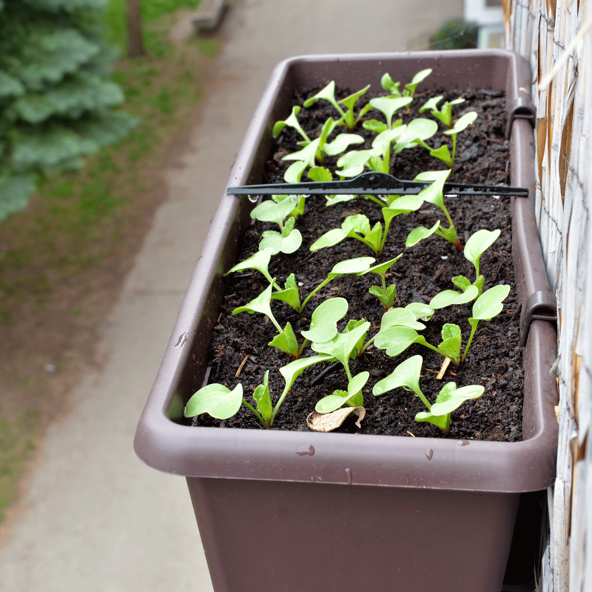Radish seedlings in pot