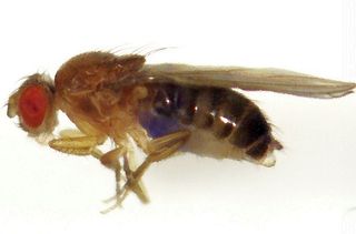 The flies’ food was dyed blue so it would show up in their stomachs. 