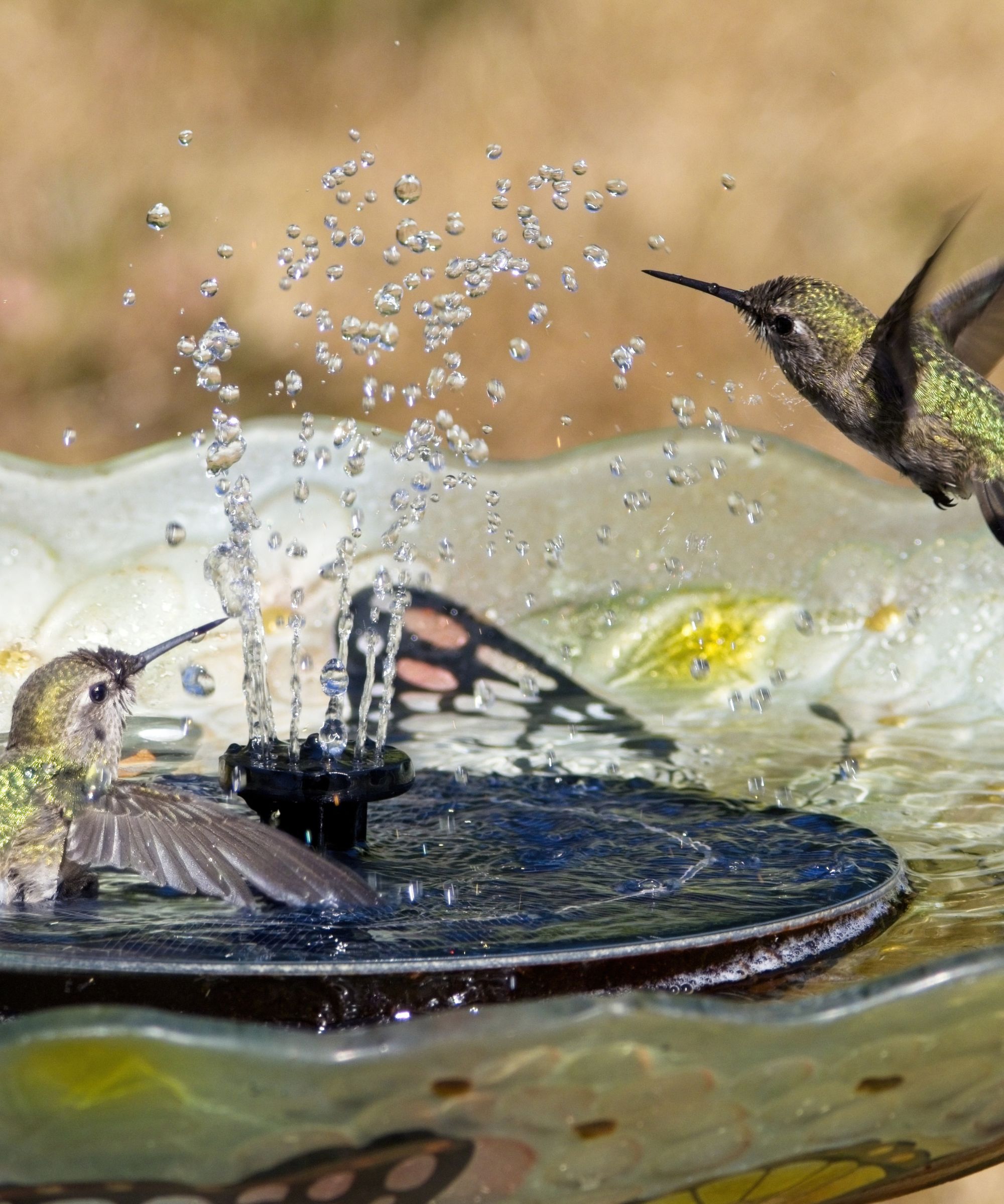 Birds drinking from a solar water fountain