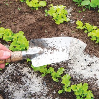 ash fertiliser being used on veg bed with lettuce