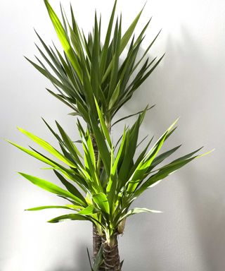 Potted indoor yucca in front of a white wall with brown thick stem and upward pointing thing long leaves