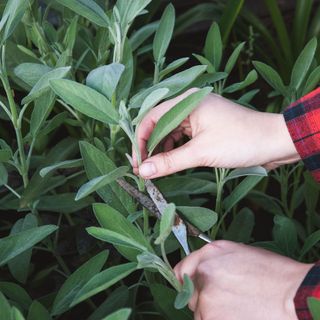 Cuttings are taken from the sage plant