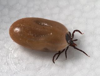 how long does a tick live on a dog