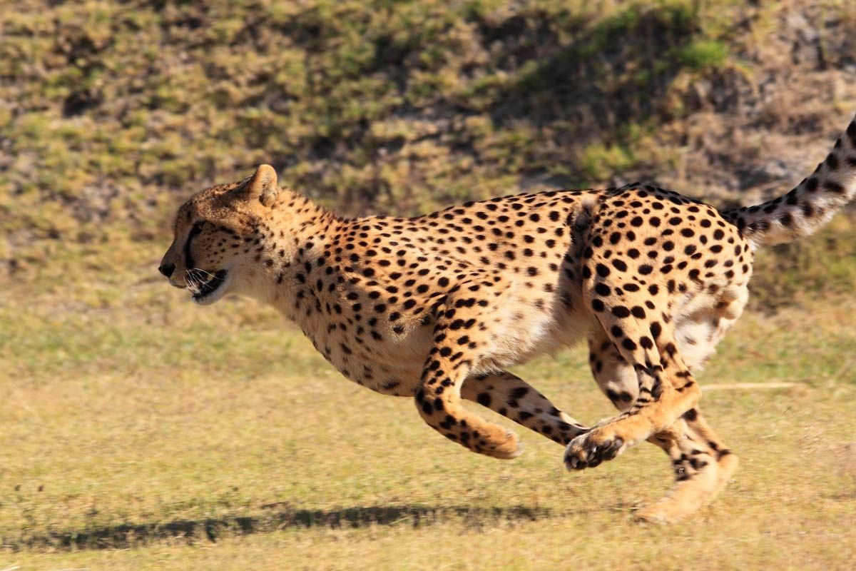 Usain Bolt vs. The Cheetah: Olympians of the Animal Kingdom | Live Science