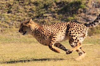 captive cheetah running in South Africa