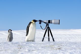 An emperor penguin looking through a camera 