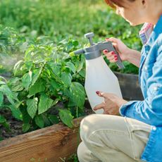 Woman spraying vegetable bed with pest spray