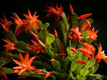 Christmas deals cactus pruning