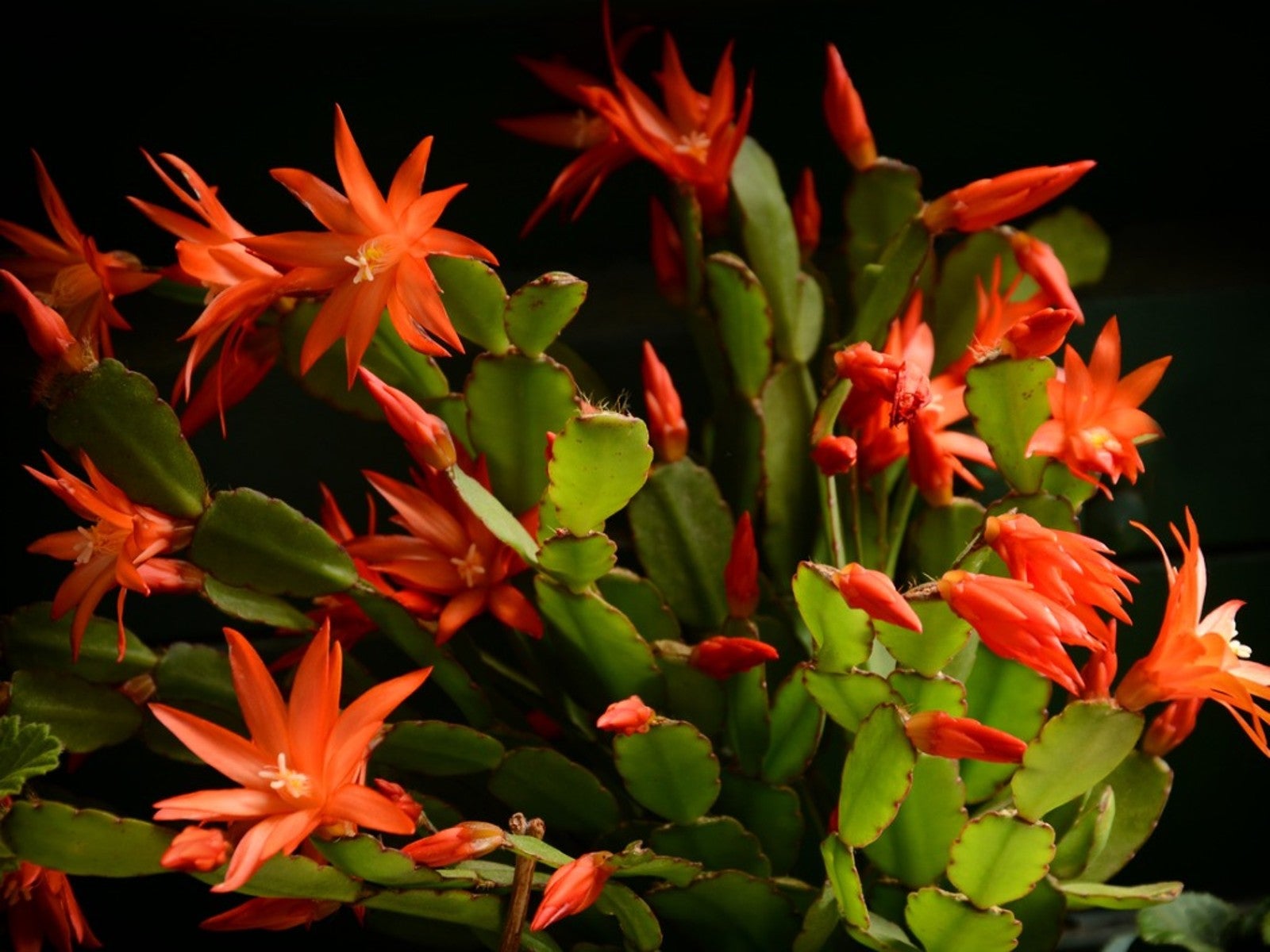 Propagating deals christmas cactus