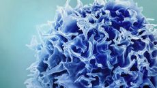 close up illustration of a dark blue immune cell