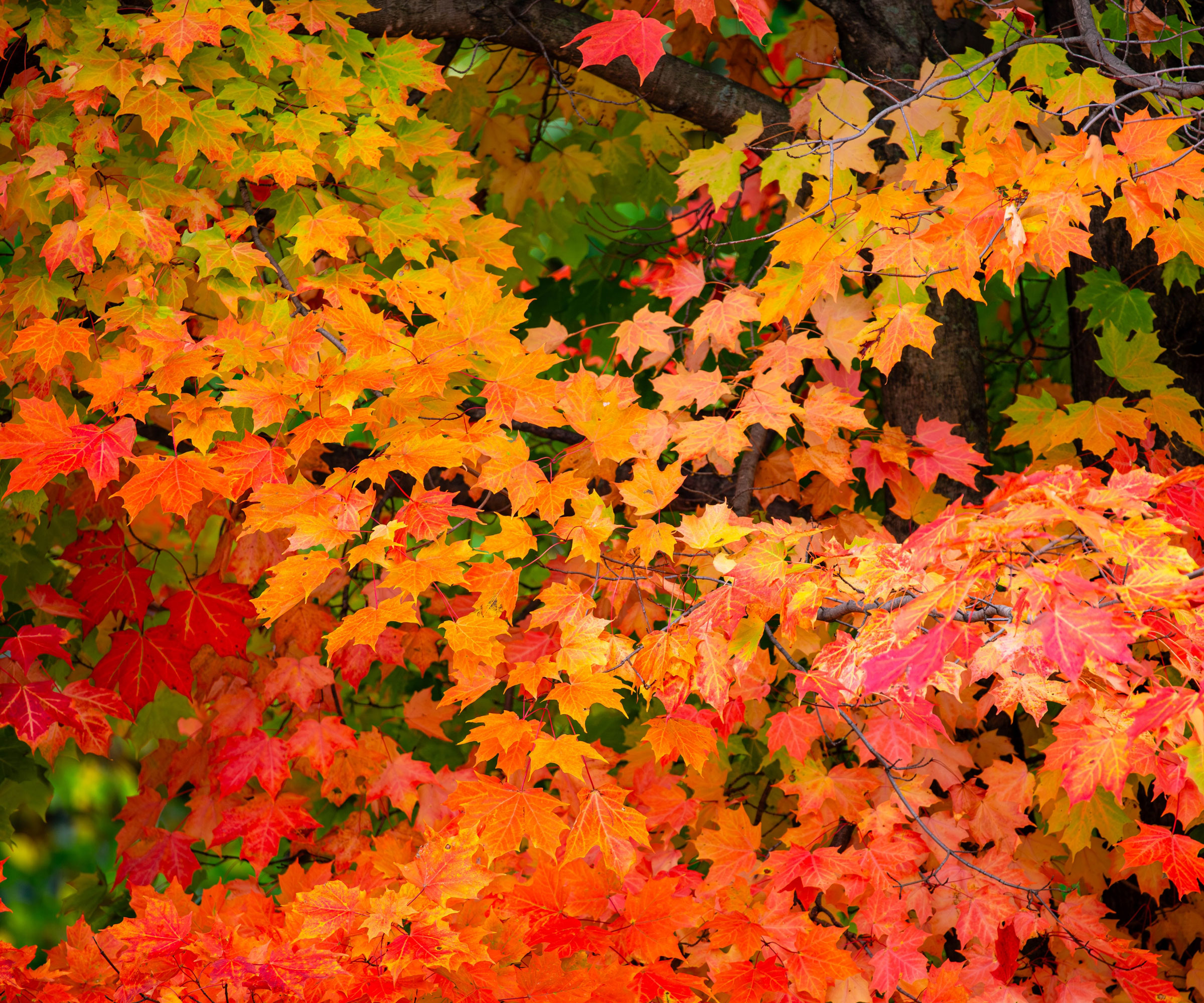 sugar maple with red, orange and gold leaves