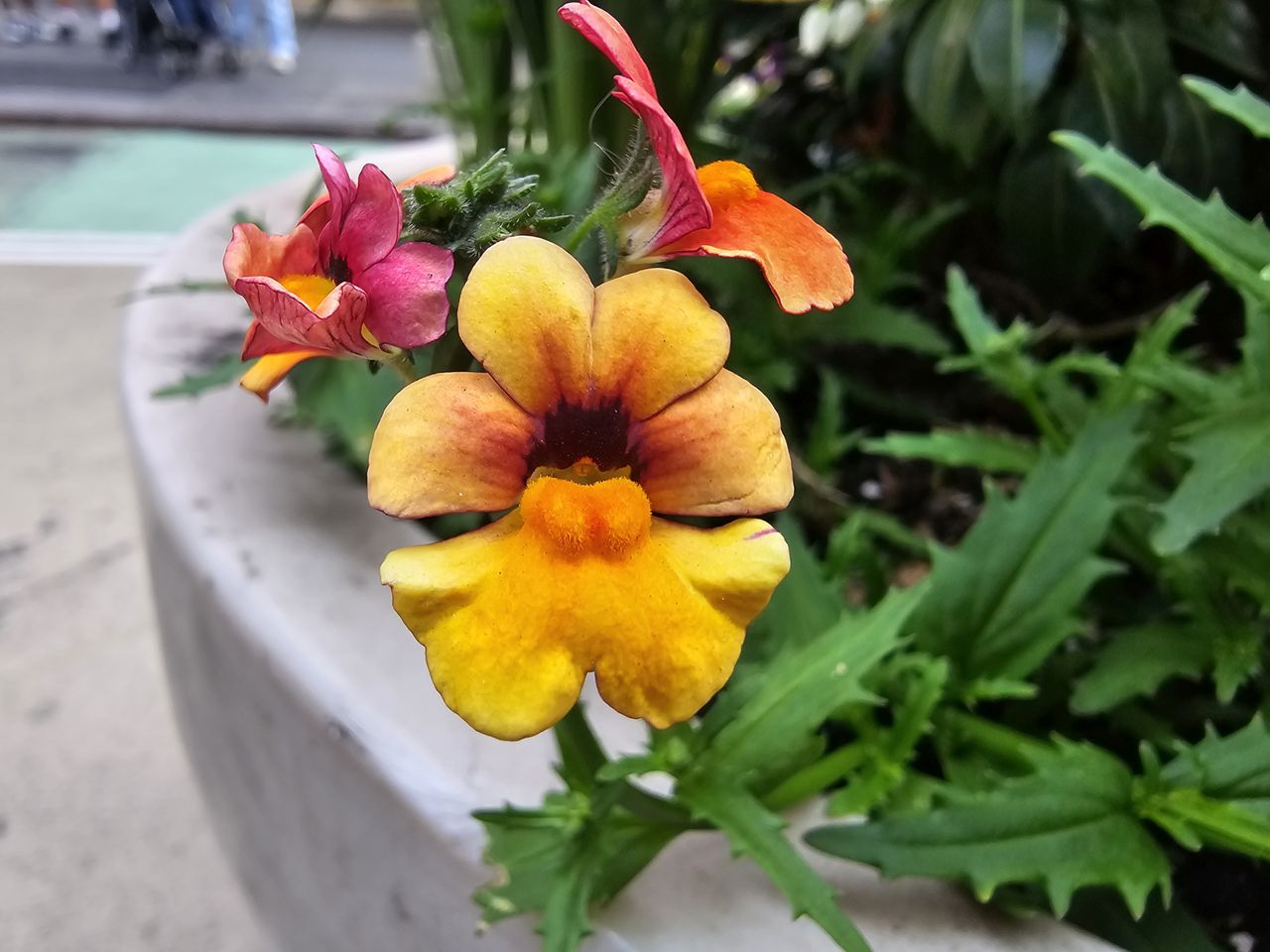 Samsung Galaxy S24 Ultra Macro Sample.