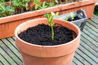 hydrangea cutting planted in a pot