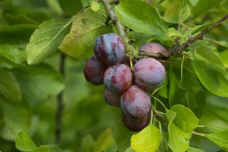 Plum "Opal" ripe fruit on tree
