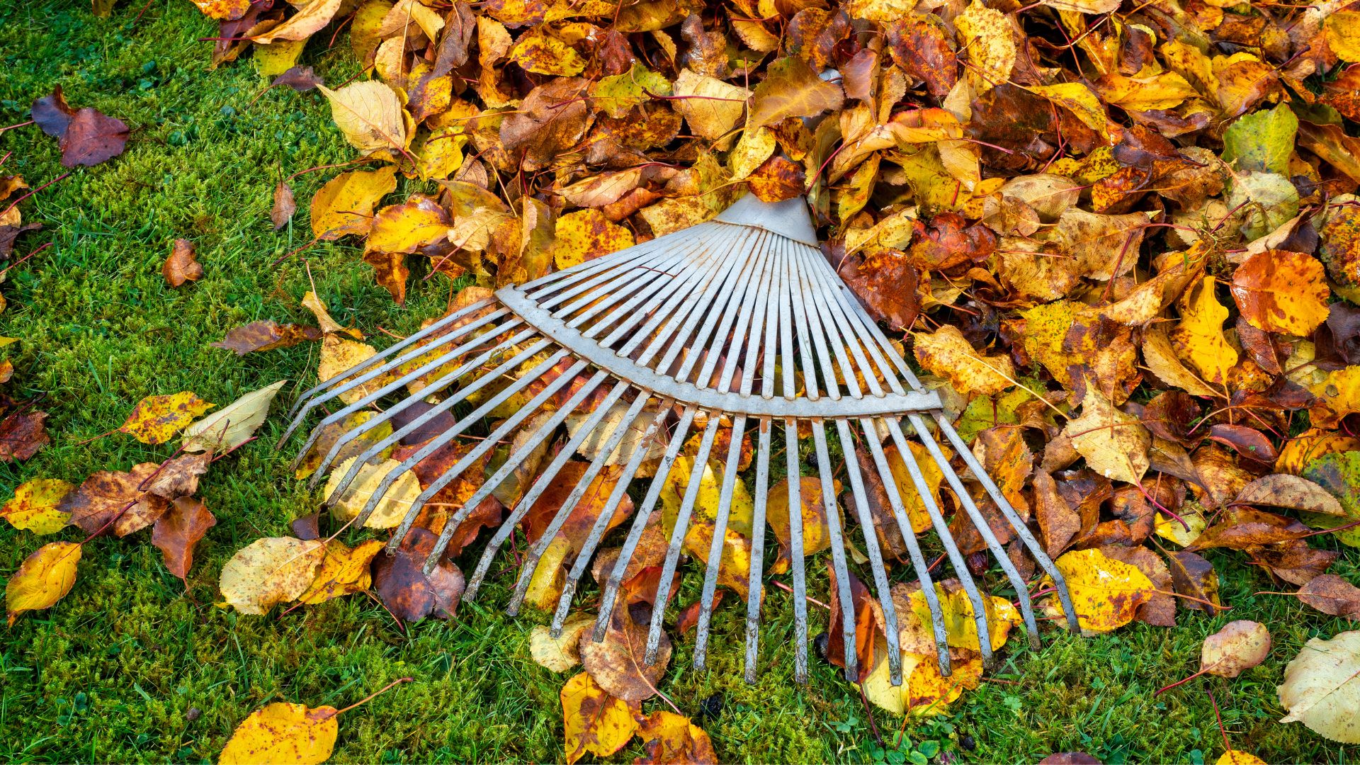 picture of rake on grass with golden leaves