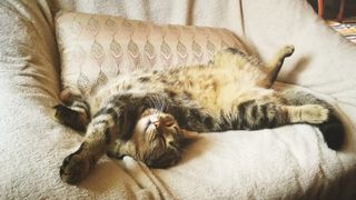 Tabby cat lying on sofa stretched out and adopting the belly up cat sleep position