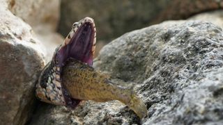 A viperine snake swallows a ruffe fish.