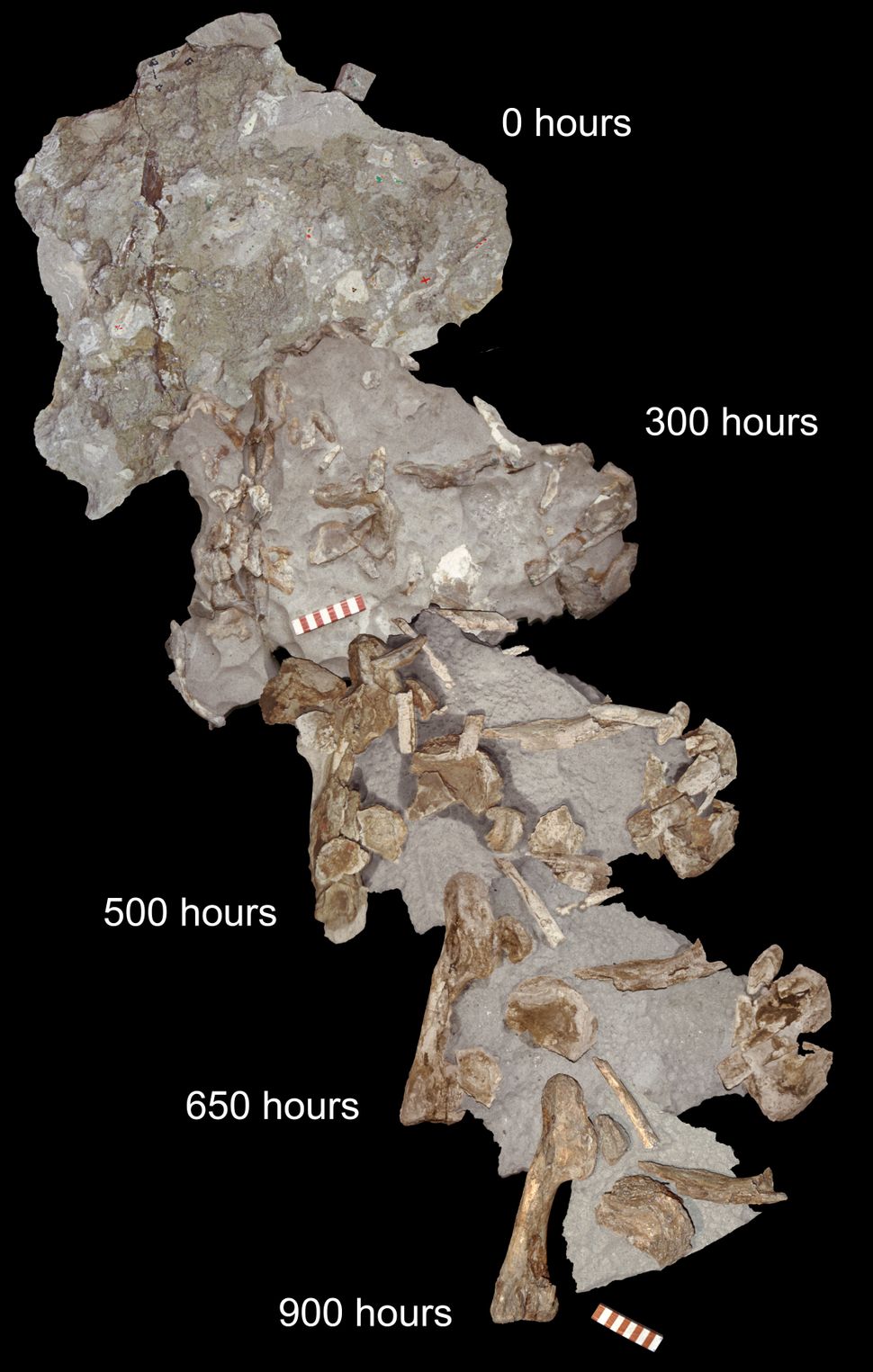 Photos: Carnivorous Dinosaur Discovered In Italian Alps | Live Science